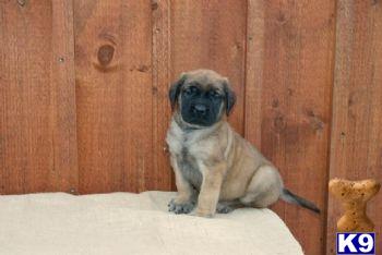 Puppies in PA